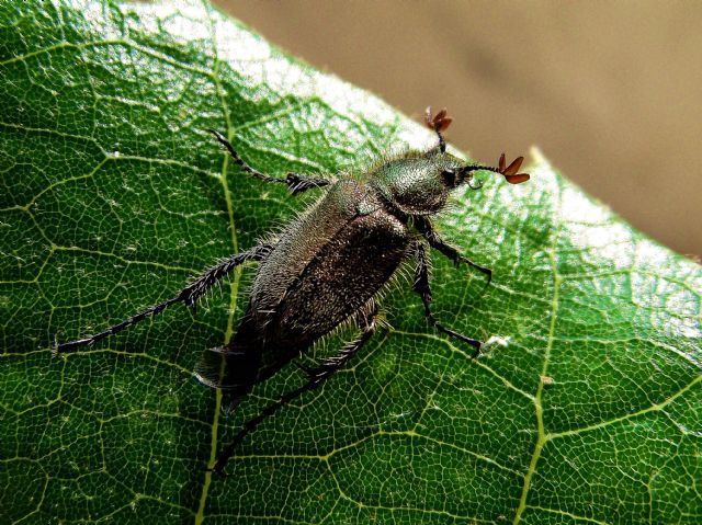Amphicoma carcelii